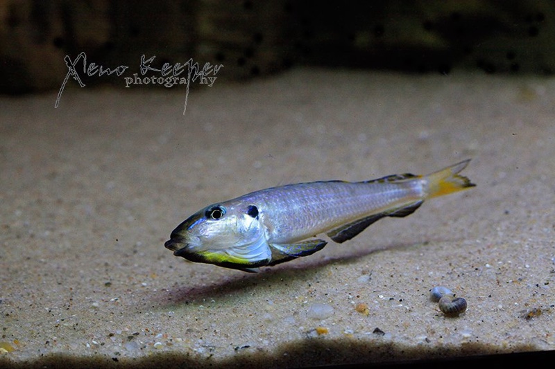 Enantiopus melanogenys 'Karema'